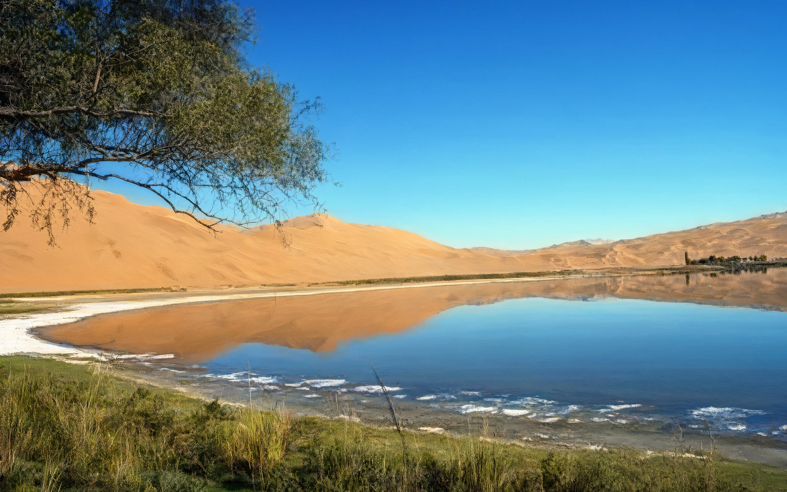 Blue lake with reeds and a tree in front of a dune at Shenquan