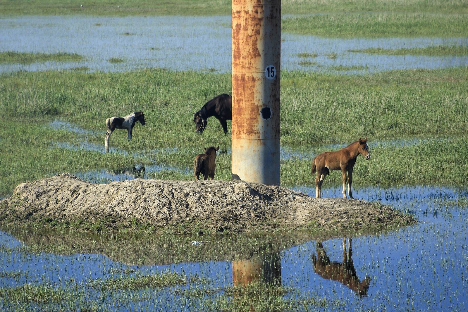 Horses grazing in the wetlands around Daqing