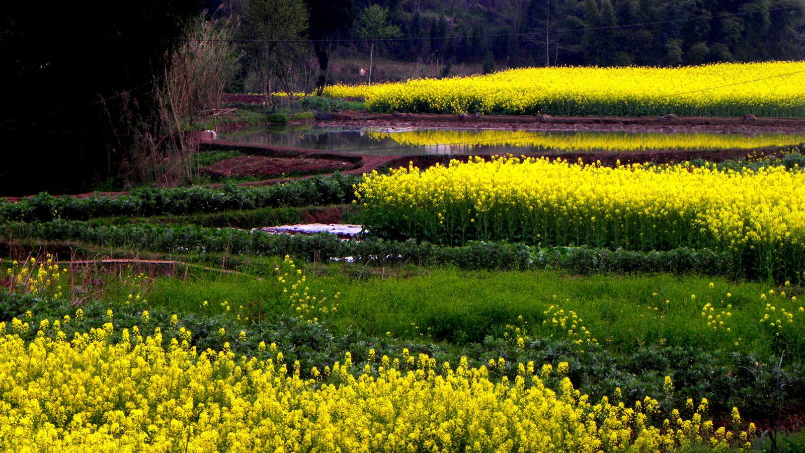 A rapeseed field in Anyue, Ziyang