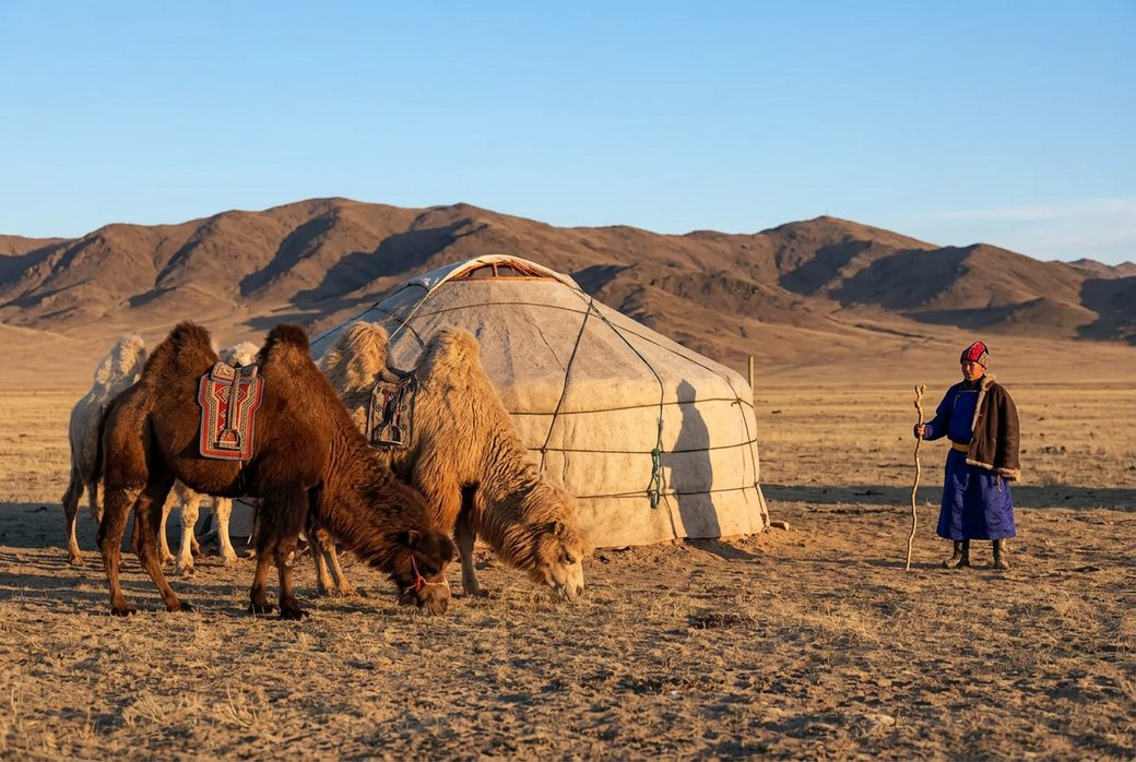 Alxa camel herder Bactrian camel Gobi Desert nomadic life desert community Inner Mongolia