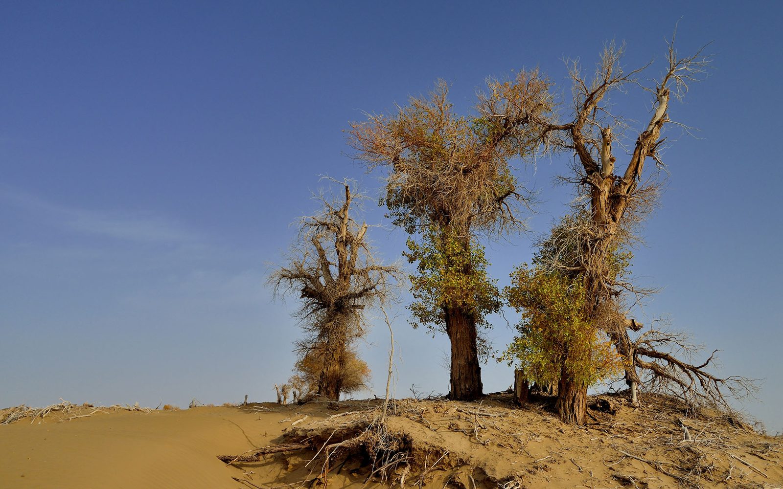 Tarim Poplar Forest, Bayingolin