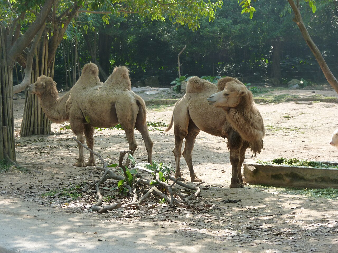 Two Bactrian camels standing on pale sand among trees in a Safari Park enclosure