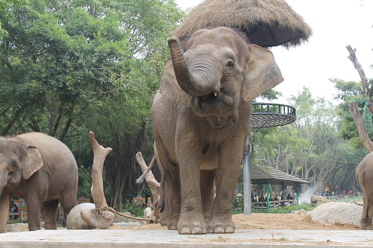 An Asian elephant raising its trunk over its head in a Safari Park enclosure, with two more elephants behind it and trees beyond