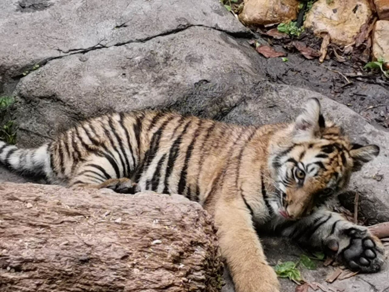 A young tiger lying on grey rock with its head turned to the camera