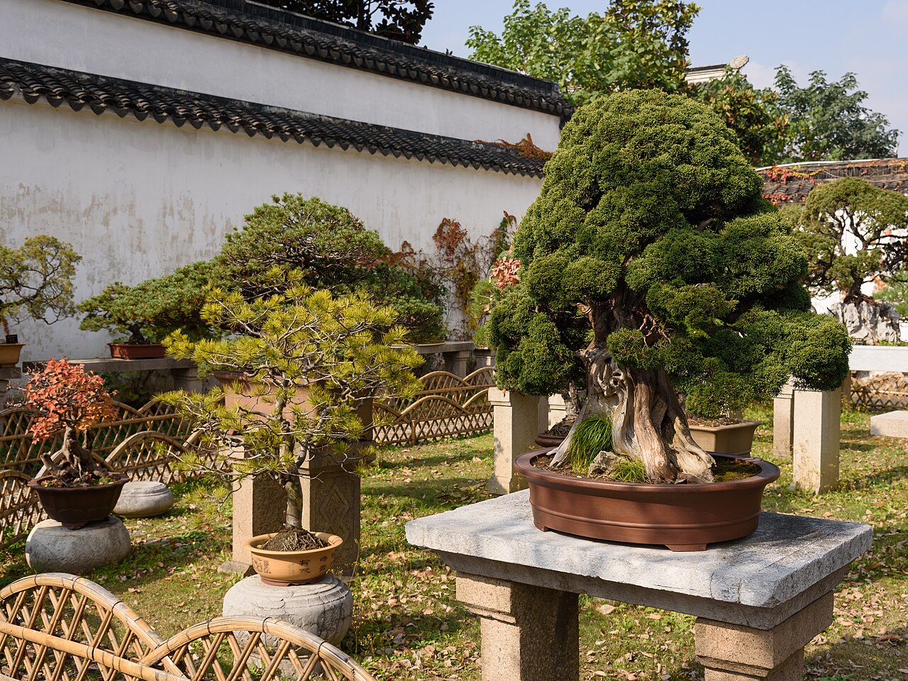 A courtyard with a whitewashed wall and a large potted pine bonsai on a stone table in front of a display of smaller bonsai plants