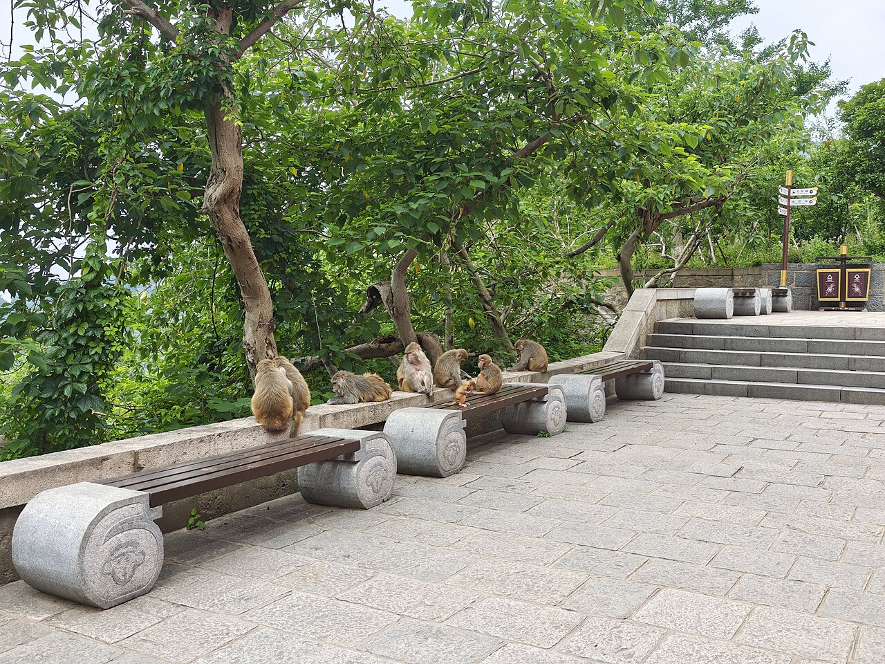 Several macaques sitting on stone benches beneath a twisted tree on a paved terrace, with stone steps at the right