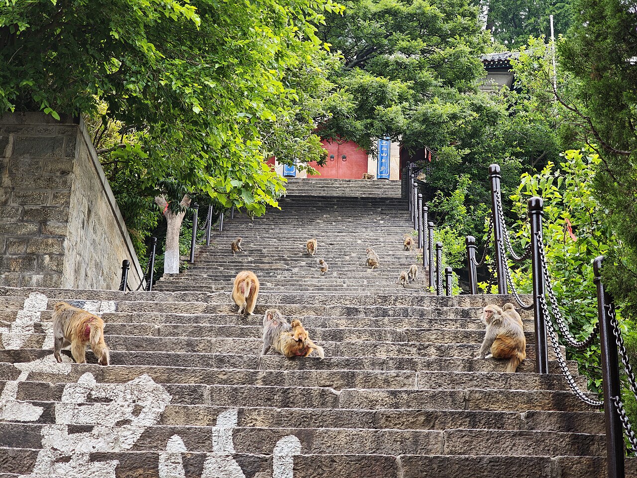 A stone staircase flanked by dark metal railings and green trees, with a dozen macaques sitting along the steps and the white characters of the mountain's name laid in the stone