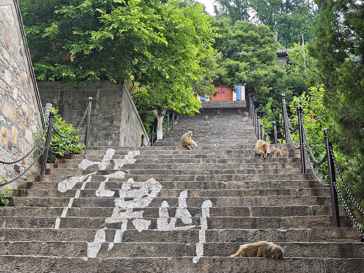 Wide stone steps beside an old stone retaining wall in dense green forest, with a few macaques on the steps and the white mountain-name characters laid across the treads