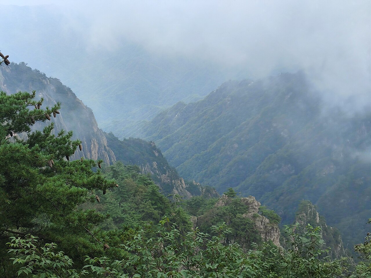 Layers of green forested ridges fading into mist under a heavy sky, with a pine branch in the foreground