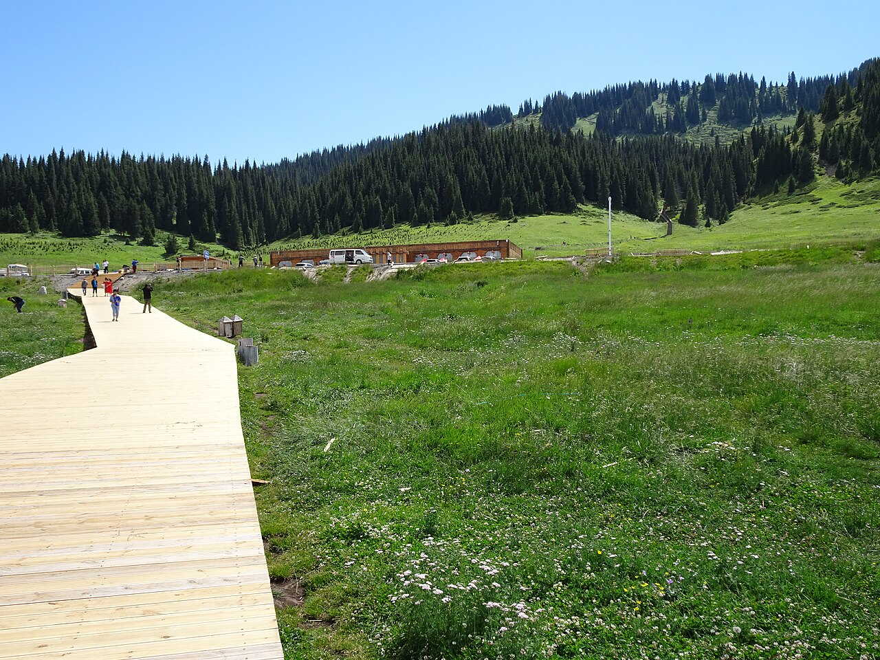 A pale boardwalk running across green grassland towards a dark line of spruce forest on a hill under a blue sky