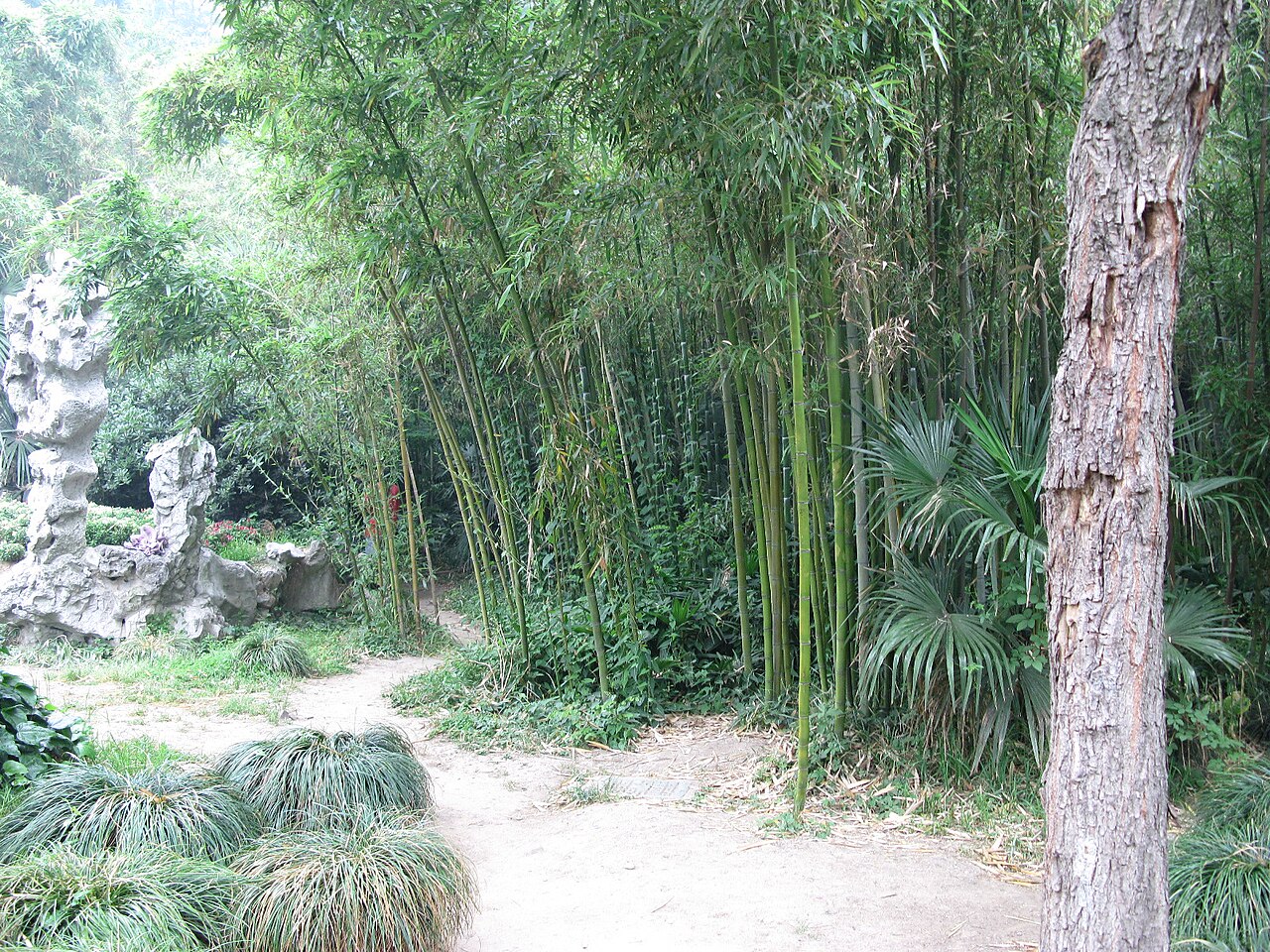 A sandy path through a grove of tall green bamboo with a rock formation at the left and a palm at the lower right