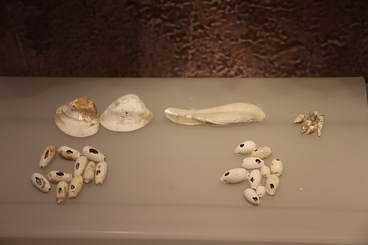 A display case with small white cowrie shells and flat shell pieces on a pale surface, labelled as Shang shell money