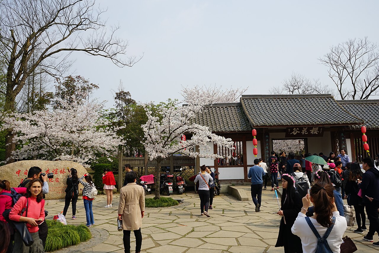 A paved path through cherry trees in blossom, with a low tiled pavilion at the centre and many visitors walking the path
