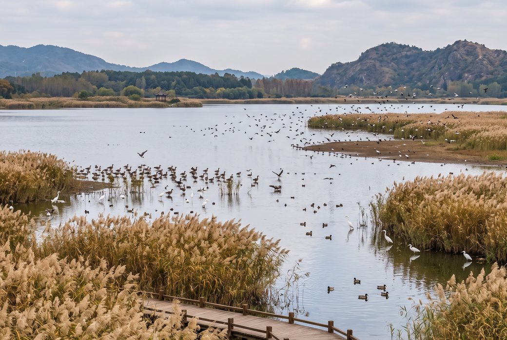 Longganhu Wetland Reserve, Wetland