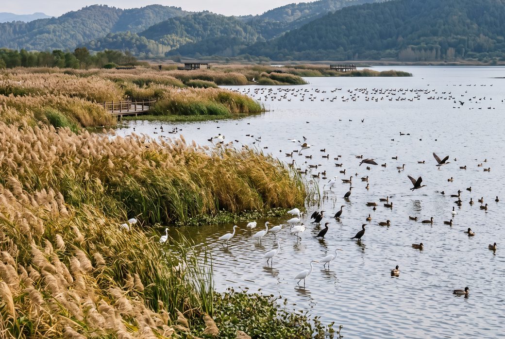 Shengjin Lake Nature Reserve, Wetland