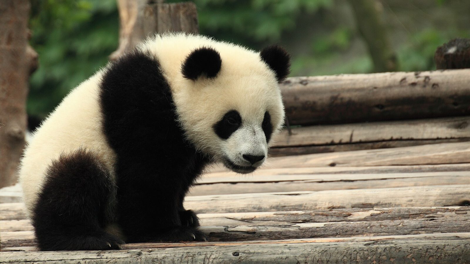 Young giant panda on a log platform at the Chengdu Research Base of Giant Panda Breeding