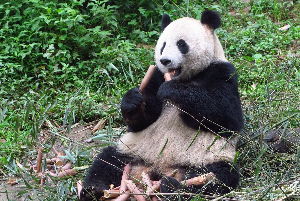 Giant panda eating bamboo shoots at Bifengxia Panda Base, Ya'an