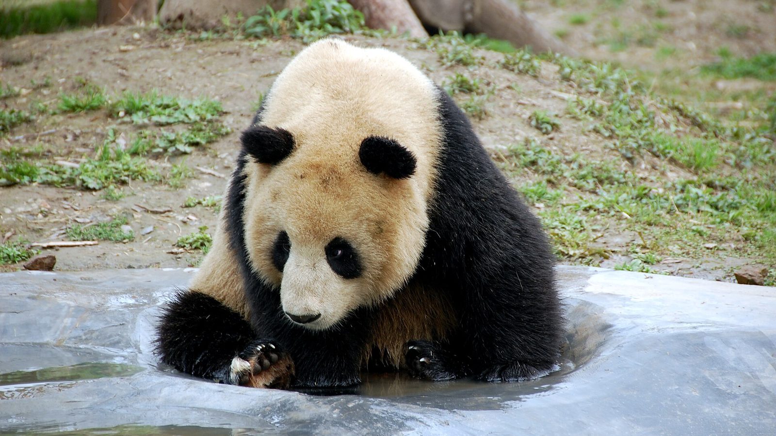 Giant panda beside a pool at Shanghai Zoo