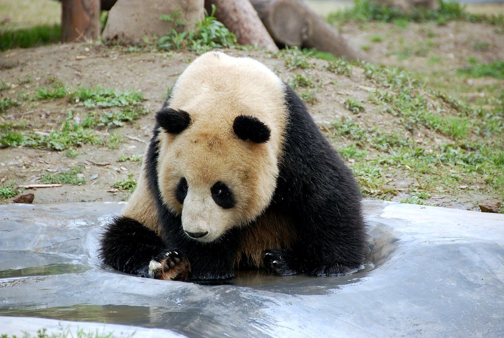 Giant panda beside a pool at Shanghai Zoo