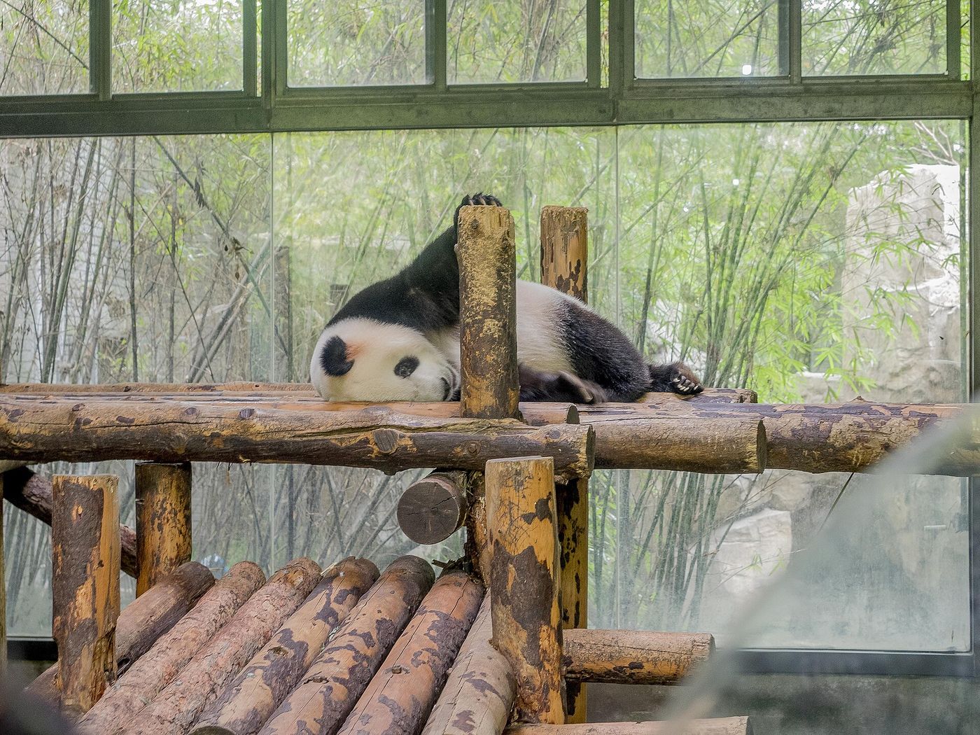 A giant panda at Shanghai Zoo