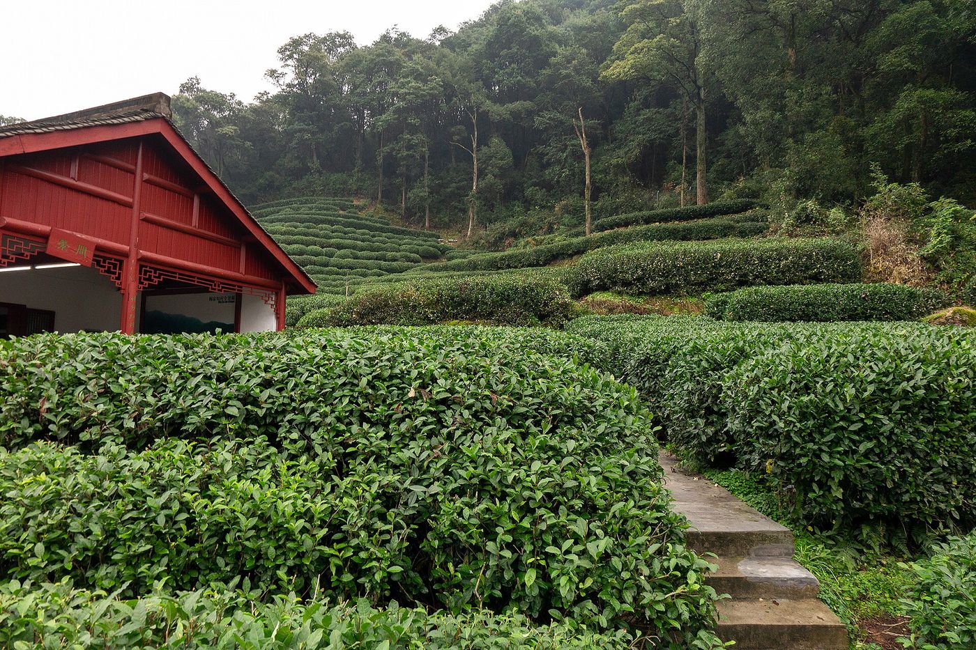 Longjing tea field in the Dragon Well area near Hangzhou